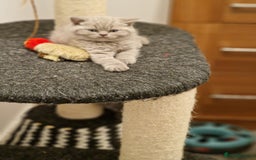British Shorthair cats for sale: British Shorthair Girl - Image 1