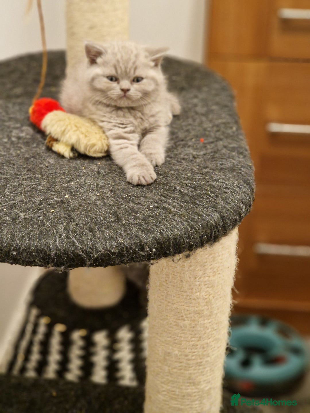 British Shorthair cats for sale: British Shorthair Girl - Image 1