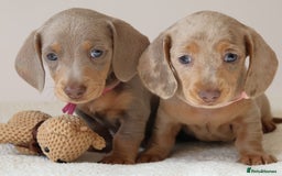 Miniature Dachshund dogs for sale:  🌟5StarsLicense+Holistic+KC+VetChecked+PRA Clear+ - Image 5