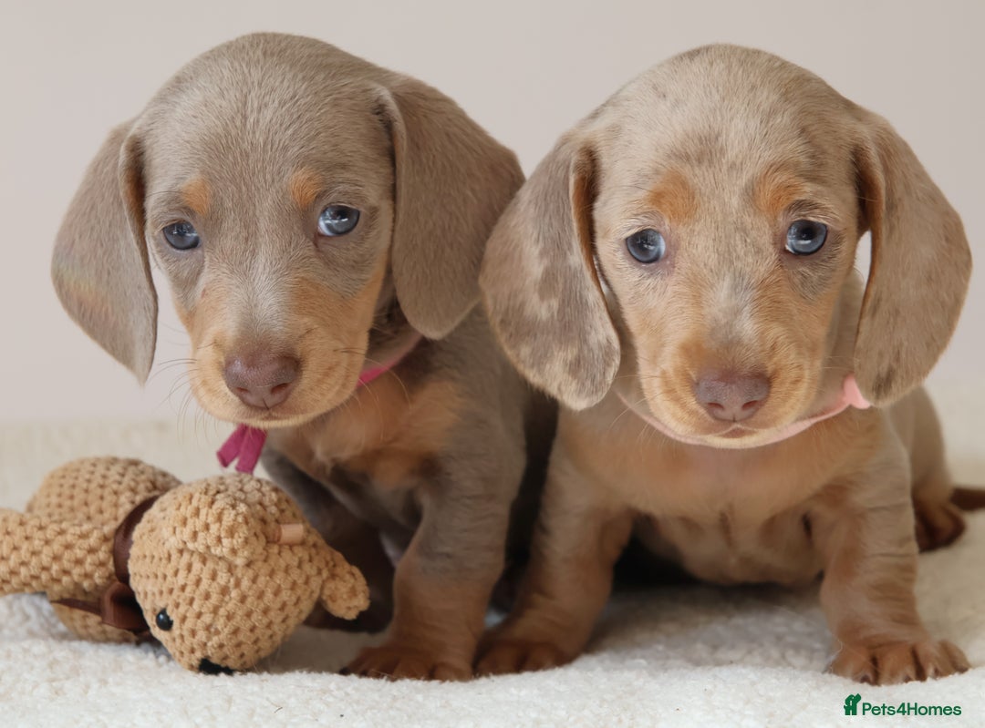Miniature Dachshund dogs for sale:  🌟5StarsLicense+Holistic+KC+VetChecked+PRA Clear+ - Image 5