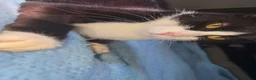 Mixed Breed cats for sale: Rescued cats and kittens - Advert 30