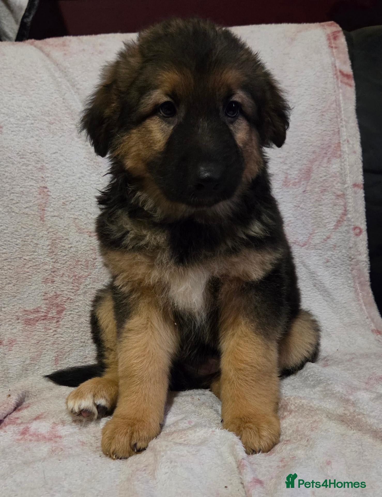 Mixed Breed dogs Shollie Puppies for Sale - Advert 1