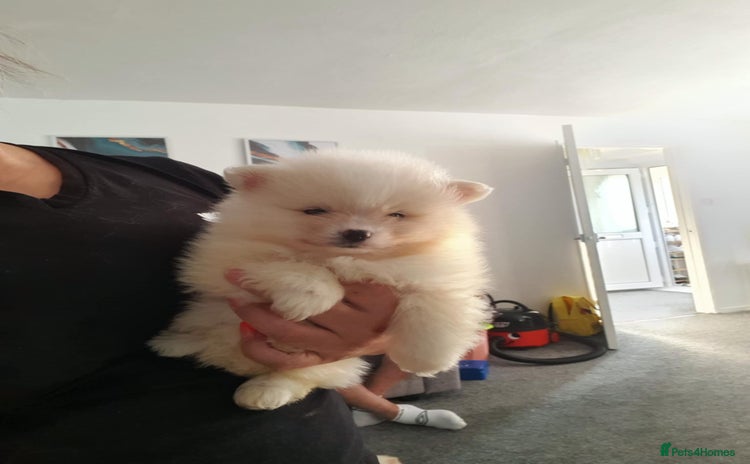 Pomeranian dogs - Advert 1