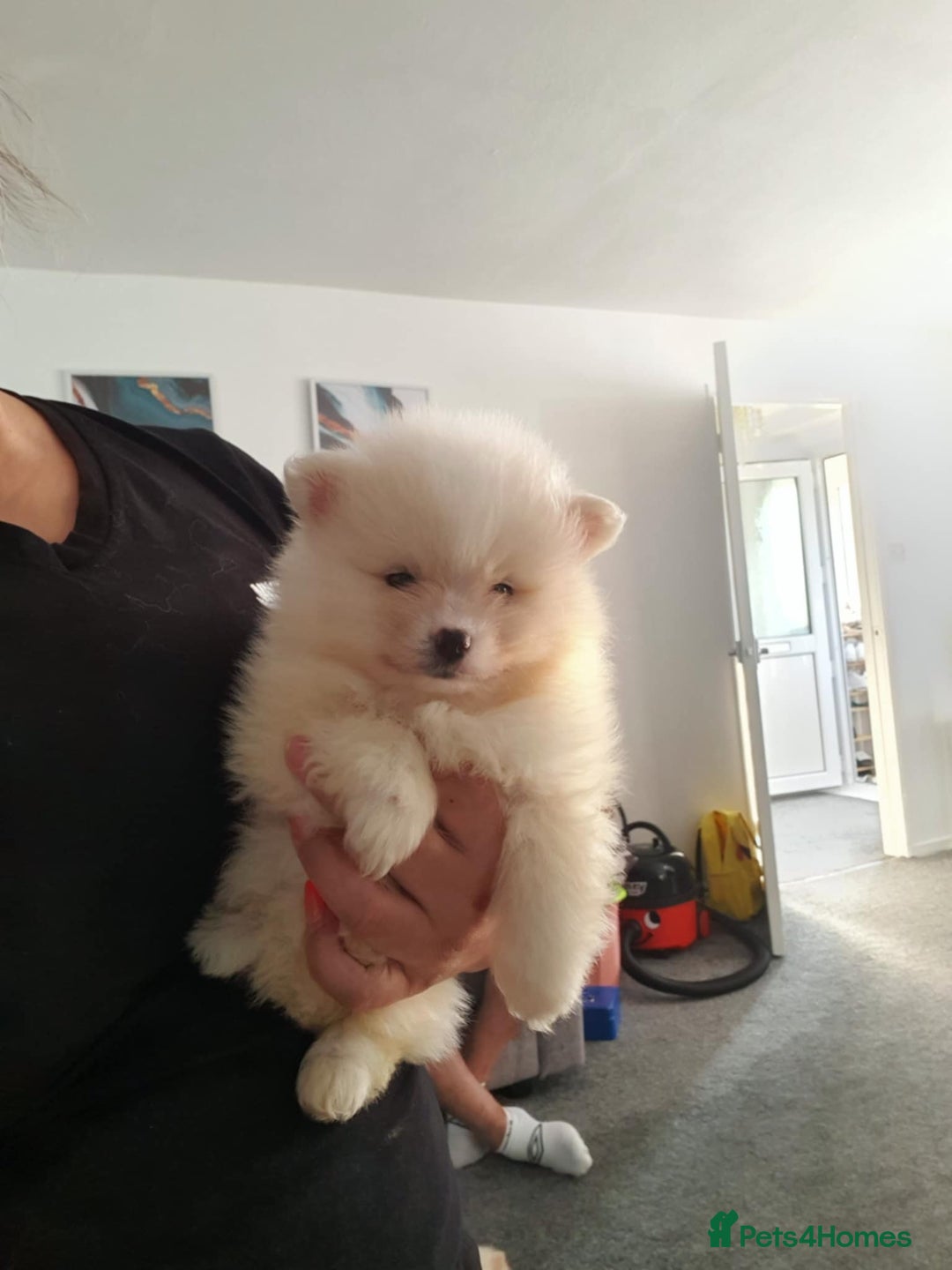 Pomeranian dogs for sale: Pomeranian stunning puppies  - Image 1