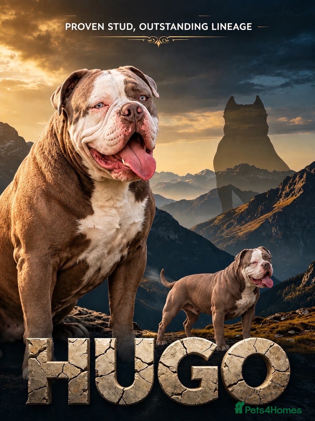 Olde English Bulldogge dogs Olde English bulldogge for stud  - Advert 7