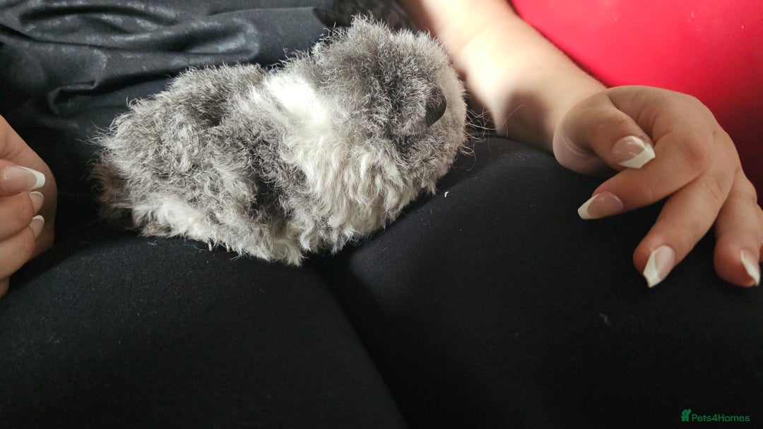 Guinea Pig rodents for sale: Texel guinea pig babies  - Image 1