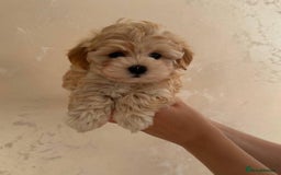 Maltipoo dogs for sale: Beautiful Toy Maltipoo Puppies - Image 9