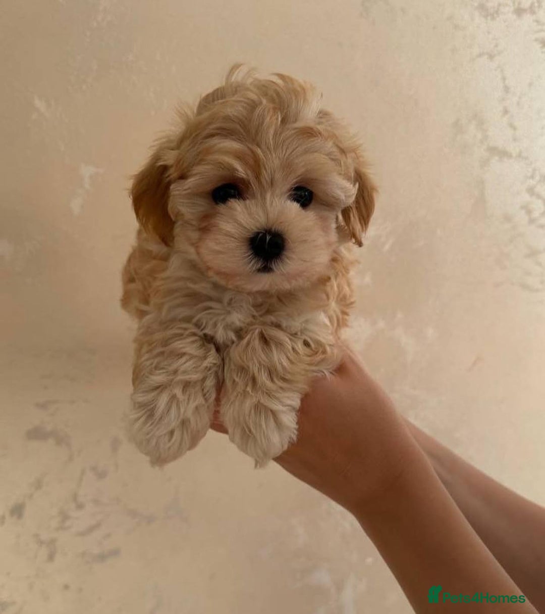 Maltipoo dogs for sale: Beautiful Toy Maltipoo Puppies - Image 9