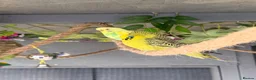Budgerigars birds for sale: 12 Budgies Available Mixed  - Advert 8