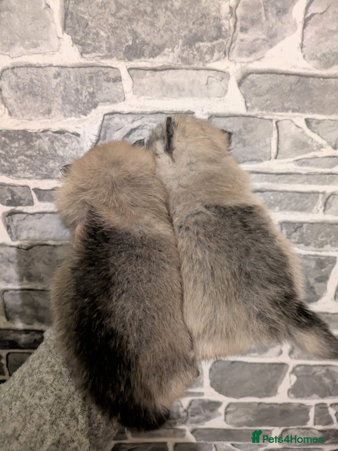 Pomeranian dogs for sale: Stunning fluffy balls  - Advert 7