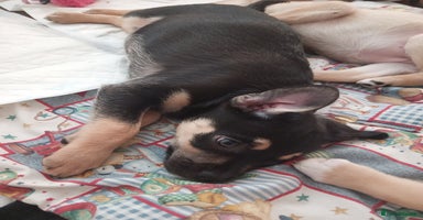 Mixed Breed dogs Pug X Collie pups (Pugollies) 3 Boys 2 Girls - Advert 2