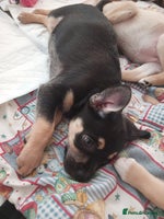 Mixed Breed dogs Pug X Collie pups (Pugollies) 3 Boys 2 Girls - Advert 6