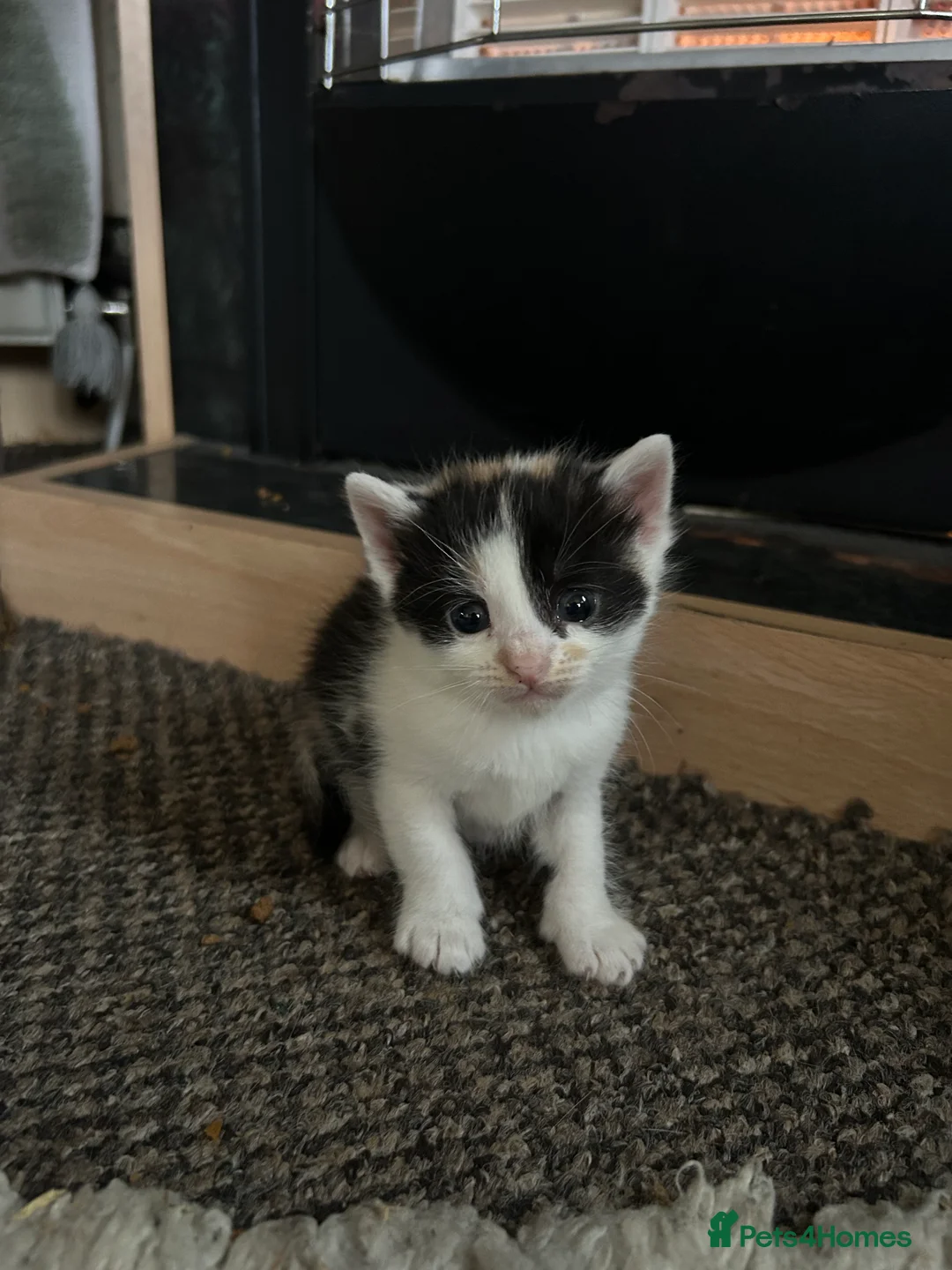Mixed Breed cats for sale: Beautiful Kittens For Sale  - Advert 2