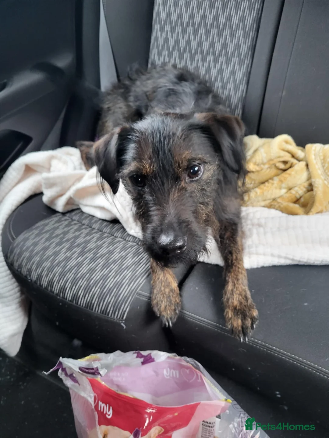 Mixed Breed dogs for sale: Reggie - Advert 2