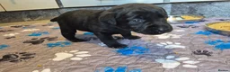 Labrador Retriever dogs for sale: Labrador black puppies  - Advert 19