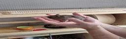 Gerbil rodents for sale: 4 Lovely 1yr Gerbil Sisters and Gerbilarium in Ottery Saint Mary - Advert 3