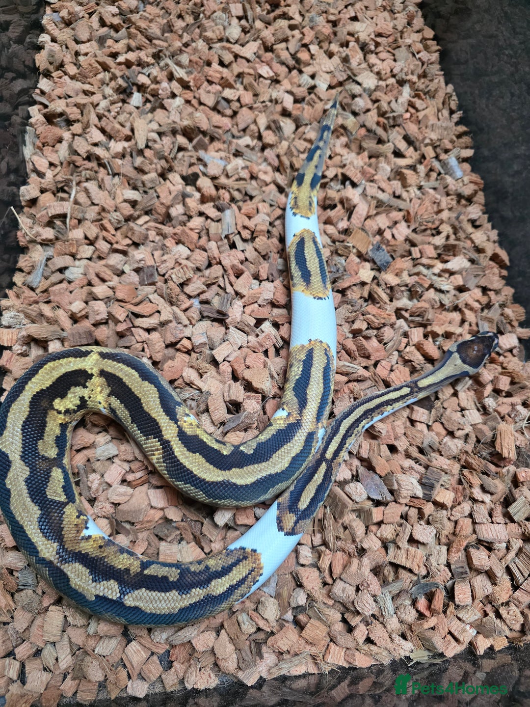Python Snake reptiles for sale: Yellowbelly Piebald Het Dessert Ghost Ball Python - Advert 6