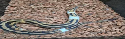 Python Snake reptiles for sale: Yellowbelly Piebald Het Dessert Ghost Ball Python - Advert 6