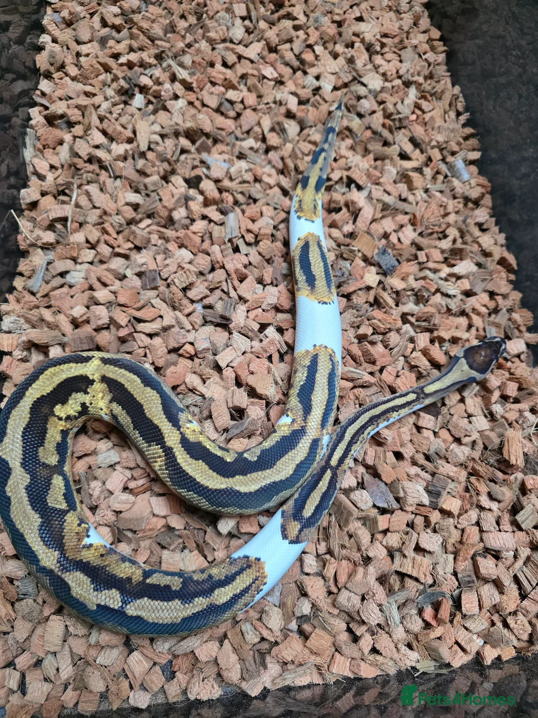 Python Snake reptiles for sale: Yellowbelly Piebald Het Dessert Ghost Ball Python - Advert 6