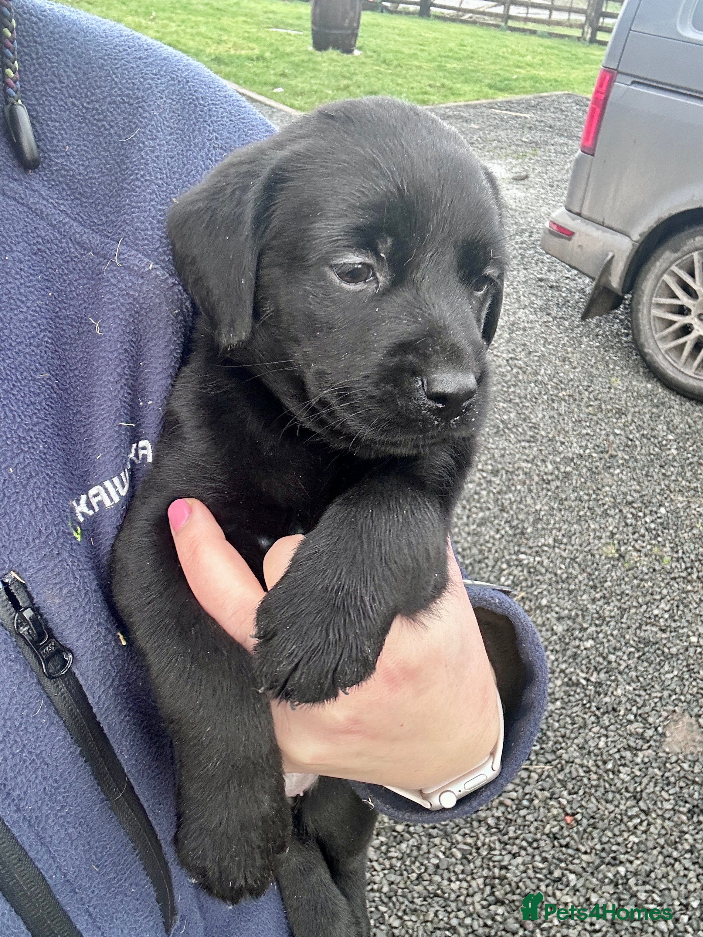 Labrador Retriever dogs Labrador Puppies - Advert 1