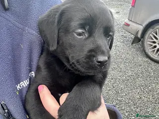 Labrador Retriever dogs Labrador Puppies - Advert 1