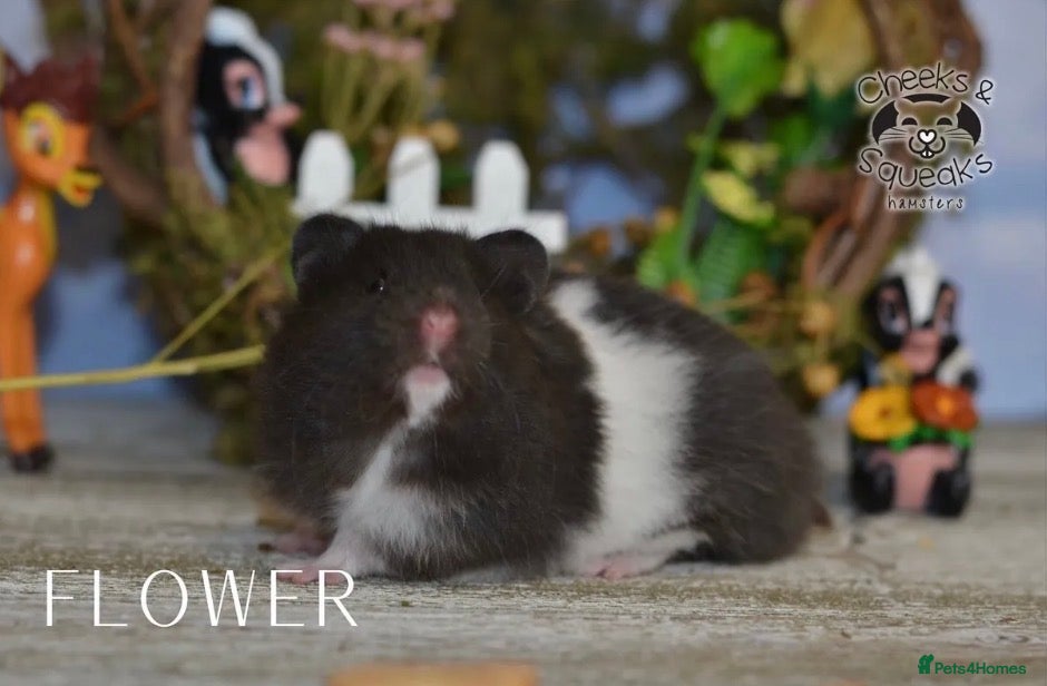 Hamster rodents Syrian Hamsters For Sale - Advert 3