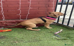 Mixed Breed dogs for sale: Lovely female young puppy beagle xbreed - Image 6