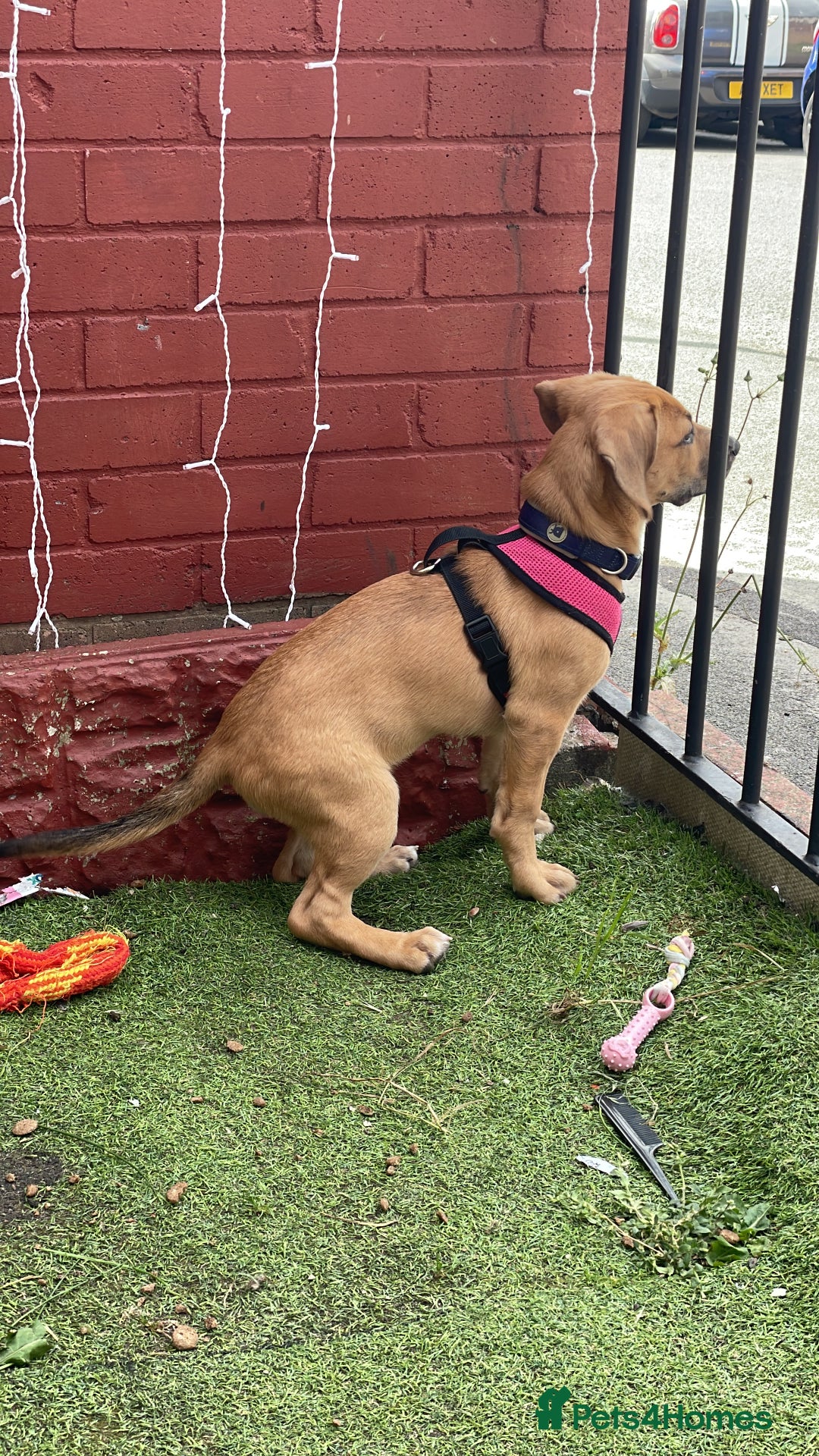 Mixed Breed dogs for sale: Lovely female young puppy beagle xbreed - Image 6