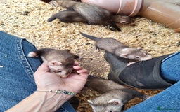 Ferret rodents for sale: Ferret kits - Image 2