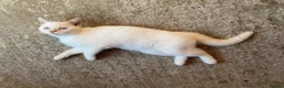 British Shorthair cats for sale: British Shorthair Kitten - Advert 3