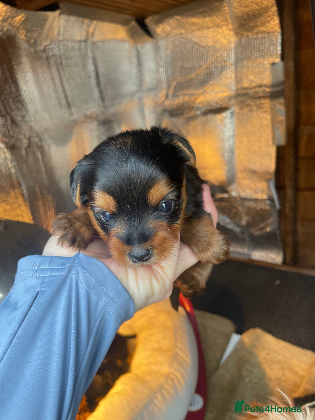 Yorkshire Terrier dogs for sale: Black and tan Yorkshire terrier puppies - Advert 17