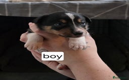 Mixed Breed dogs for sale: Beautiful collie x kelpie puppies  - Image 27