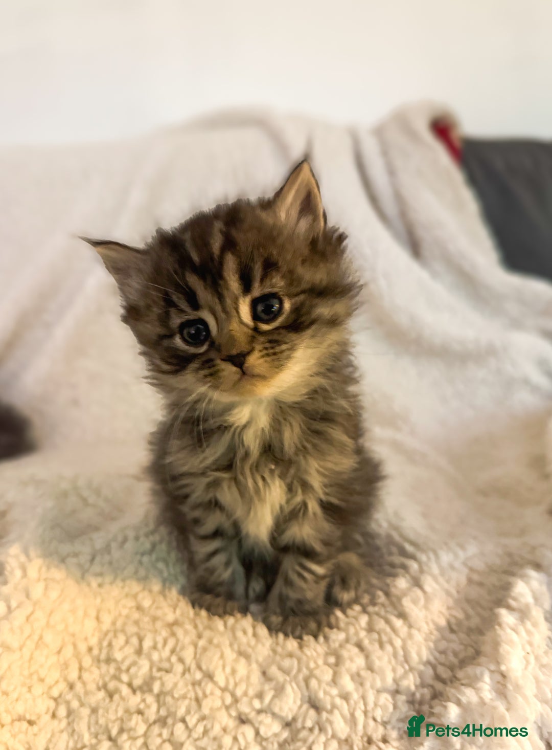 Ragdoll cats for sale: Ragdoll cross  - Advert 3