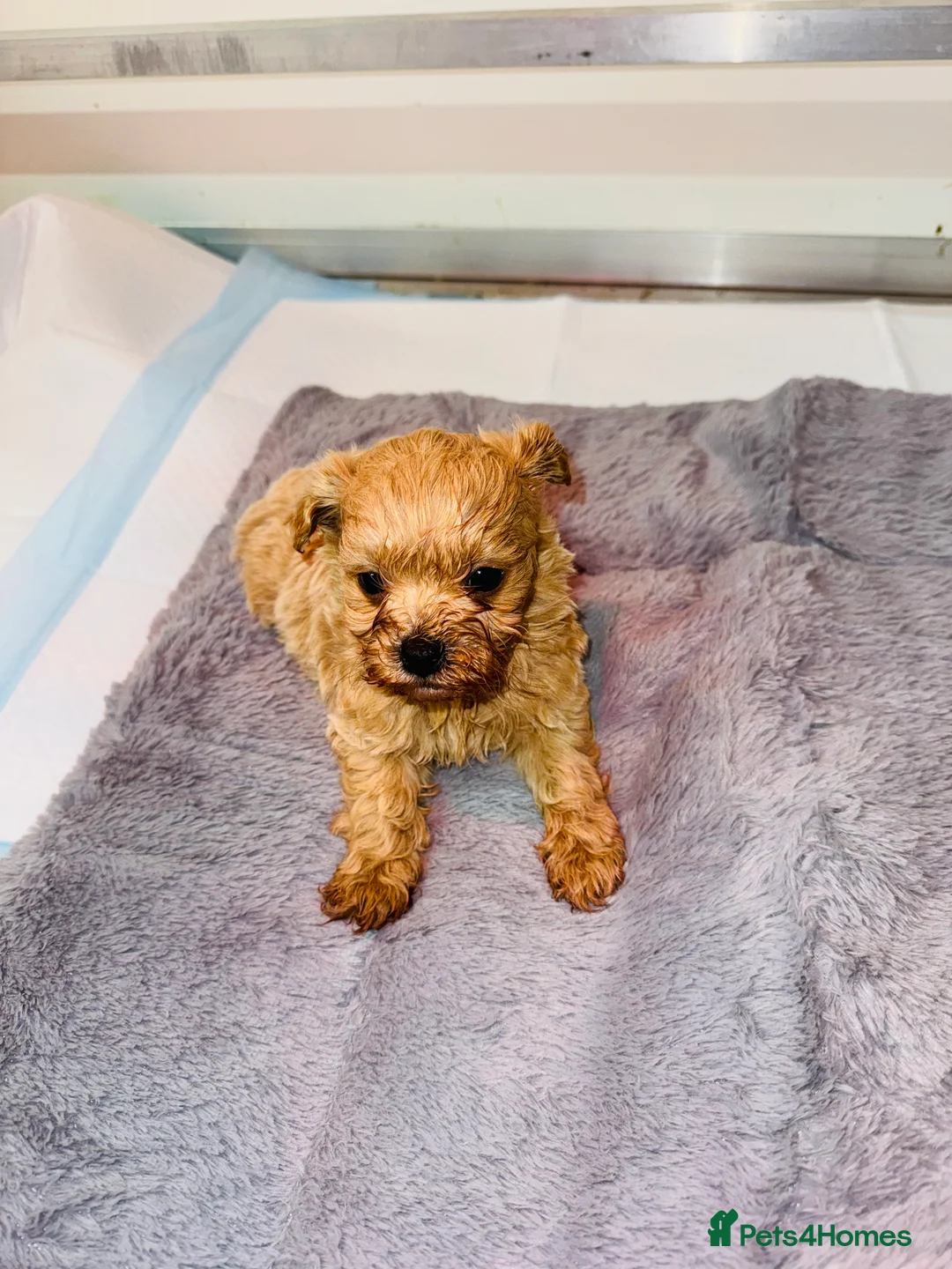 Maltipoo dogs for sale:    Beautiful Korean Maltipoo Puppies – 5 Week Old  - Advert 12