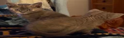 Mixed Breed cats for sale: 2 x grey& beige female kittens ready now  in Lowestoft - Advert 6