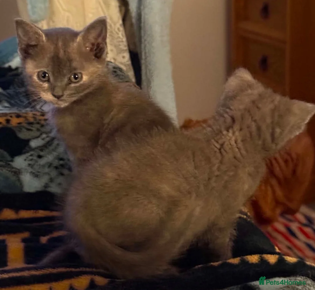 Mixed Breed cats for sale: 2 x grey& beige female kittens ready now  in Lowestoft - Advert 6
