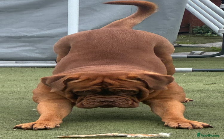 Dogue De Bordeaux dogs - Advert 1