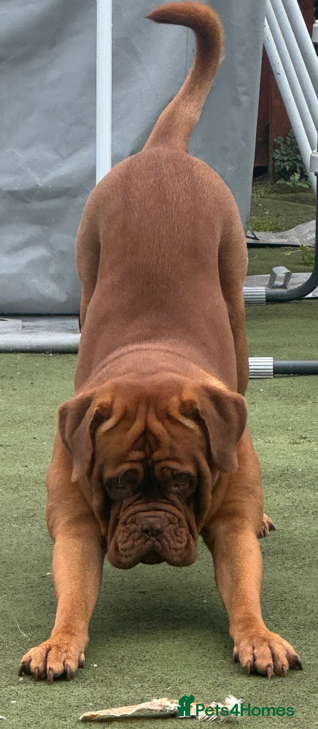 Dogue De Bordeaux dogs for stud: *** Ready to stud *** - Image 1