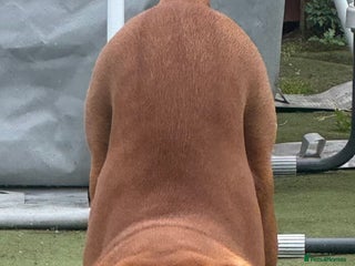 Dogue De Bordeaux dogs - Advert 2