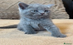 British Shorthair cats for sale: British shorthair hair kittens  - Image 4