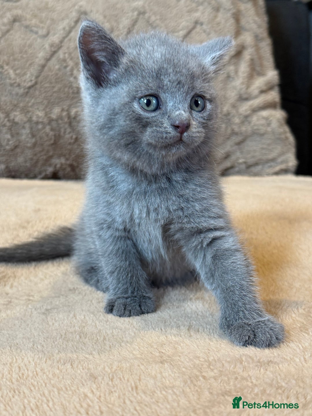 British Shorthair cats for sale: British shorthair hair kittens  - Image 4