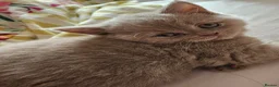 British Shorthair cats for sale: Full British Shorthair Kittens - Advert 10