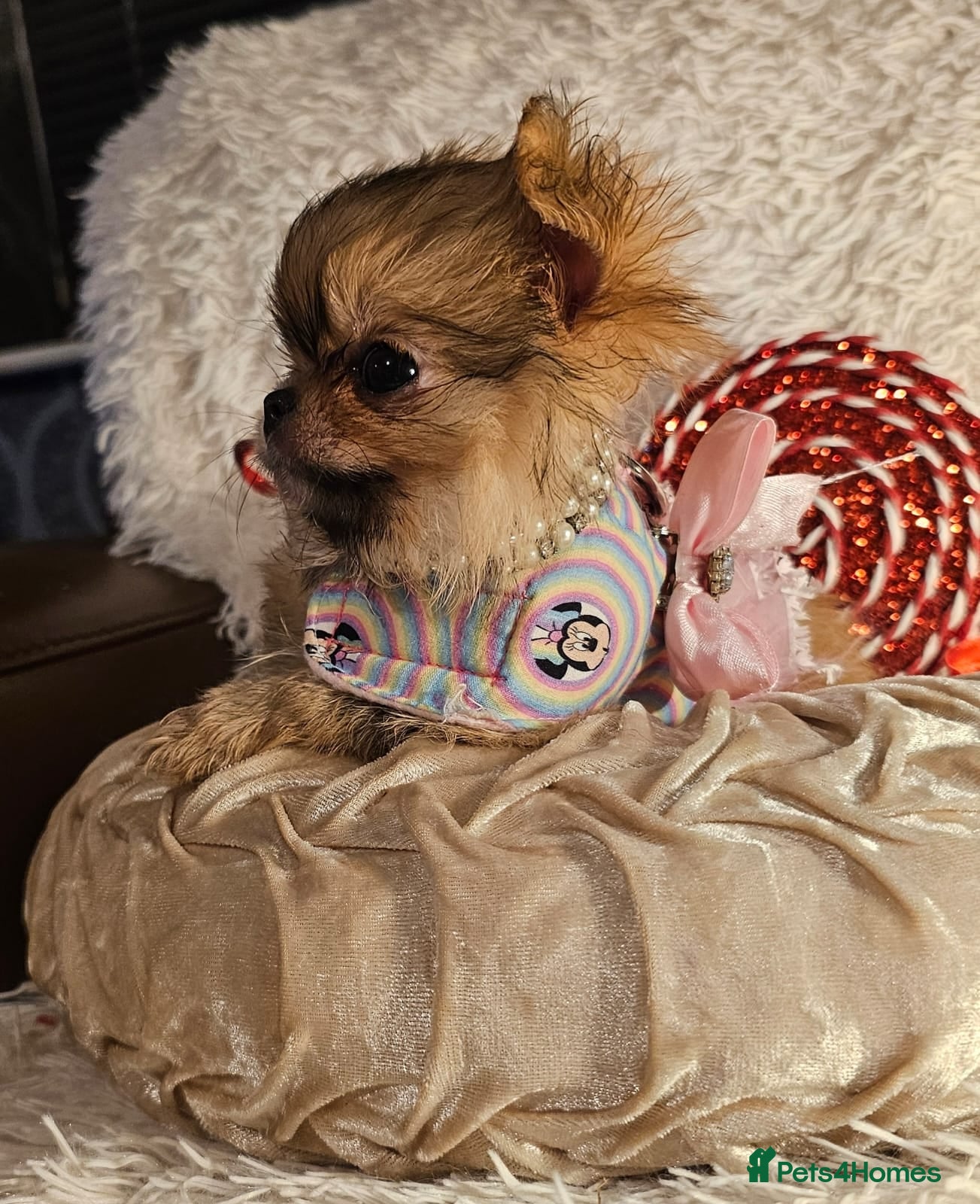 Pomchi dogs Xx ready now! Gorgeous fawn pomchi puppy Xx - Advert 3