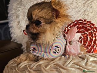 Pomchi dogs Xx Gorgeous pomchi puppies Xx - Advert 2