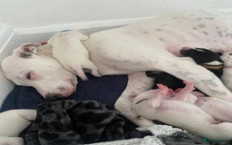Mixed Breed dogs for sale: Lurcher puppies  - Image 13