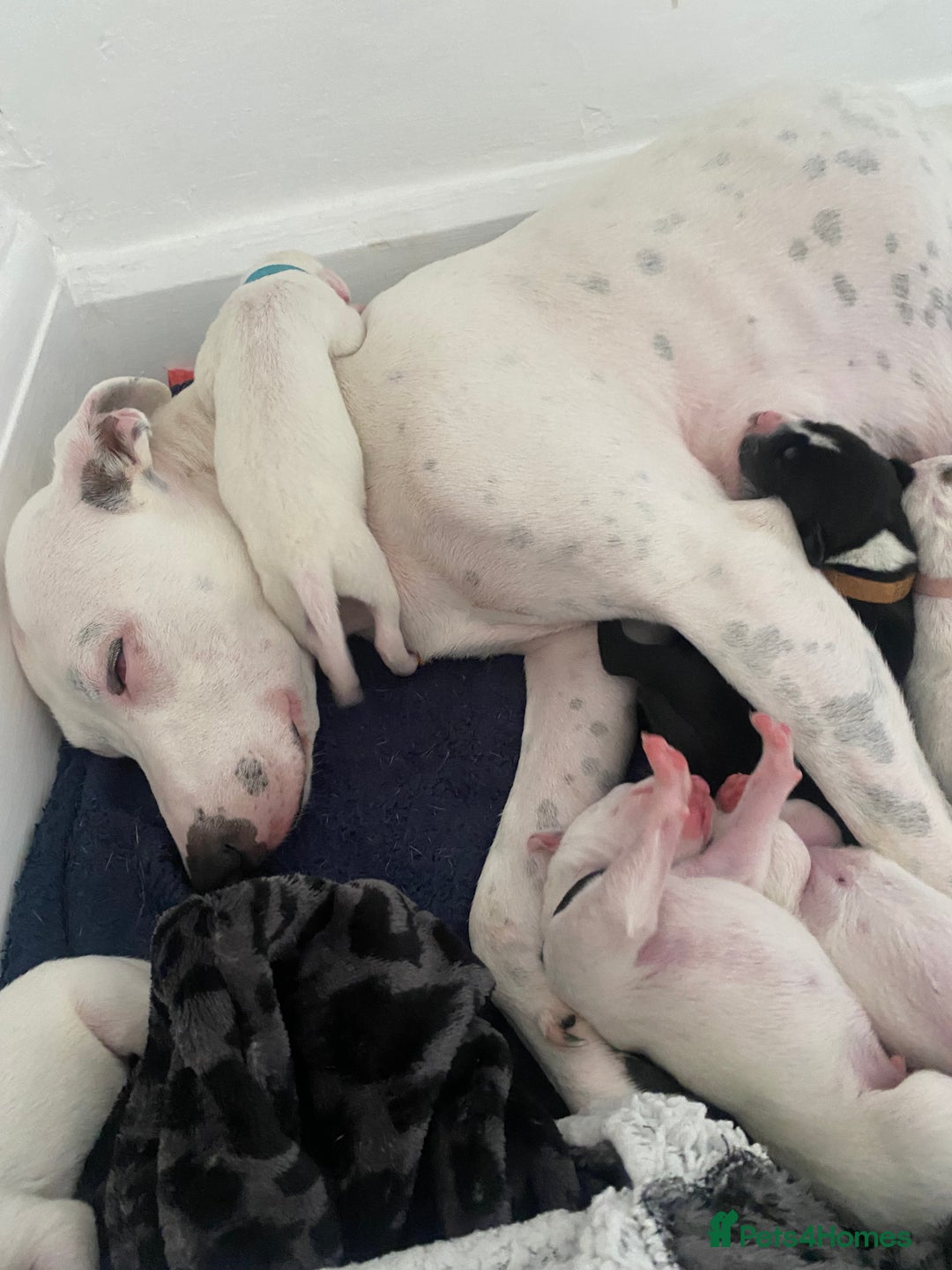 Mixed Breed dogs for sale: Lurcher puppies  - Image 13