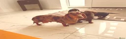 Miniature Dachshund dogs for sale: KC Mini Dachshund Puppies **READY NOW** - Advert 1