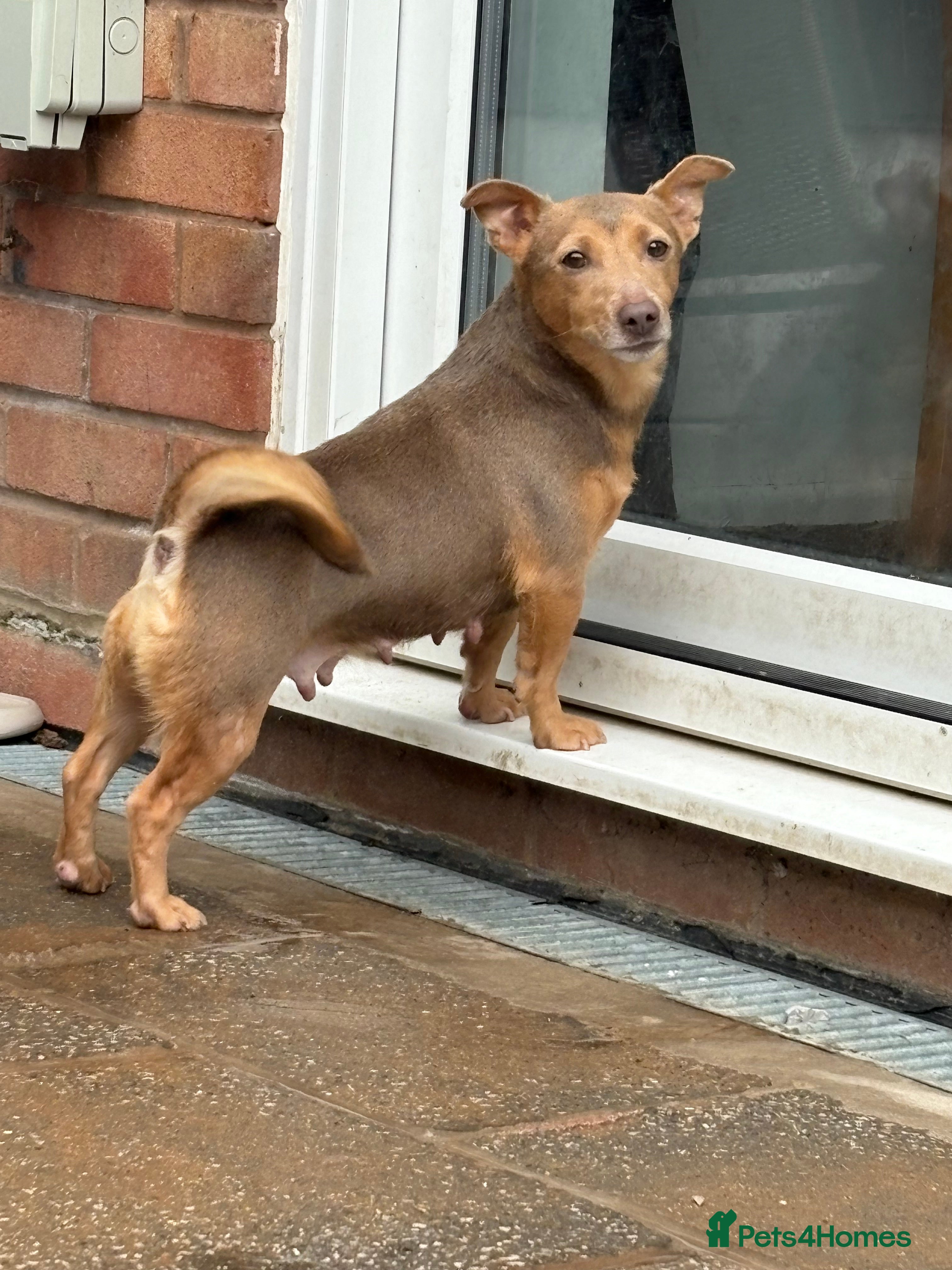 Lilli
