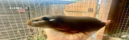 Guinea Pig rodents for sale: Baby Guinea Pigs - Advert 3