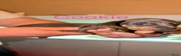 Miniature Dachshund dogs for sale: Adorable Miniature Dachshund Puppies - Advert 10